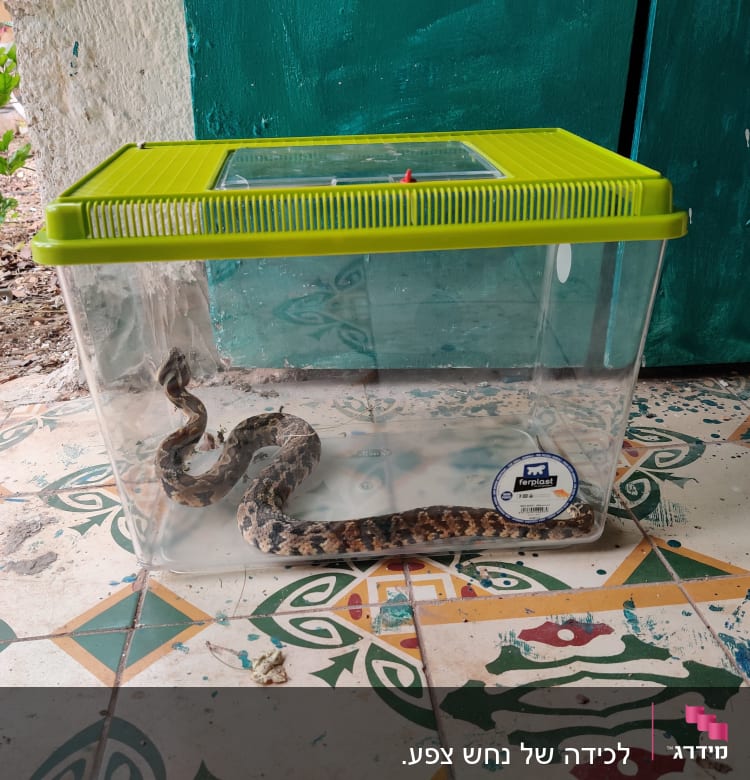 נחש בכלוב פלסטיק שקוף עם מכסה ירוק